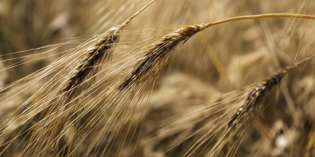 Black Wheat RNG Agro Exports