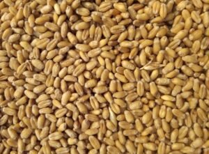 Indian Wheat exported from India