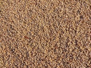 Sorghum (Jowar) exported from India