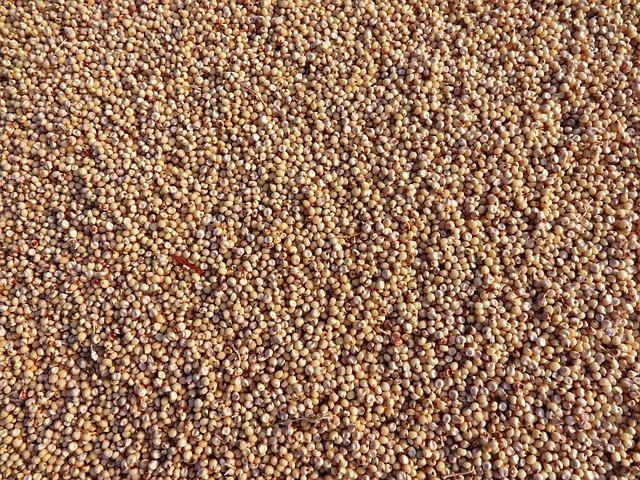 Sorghum (Jowar)