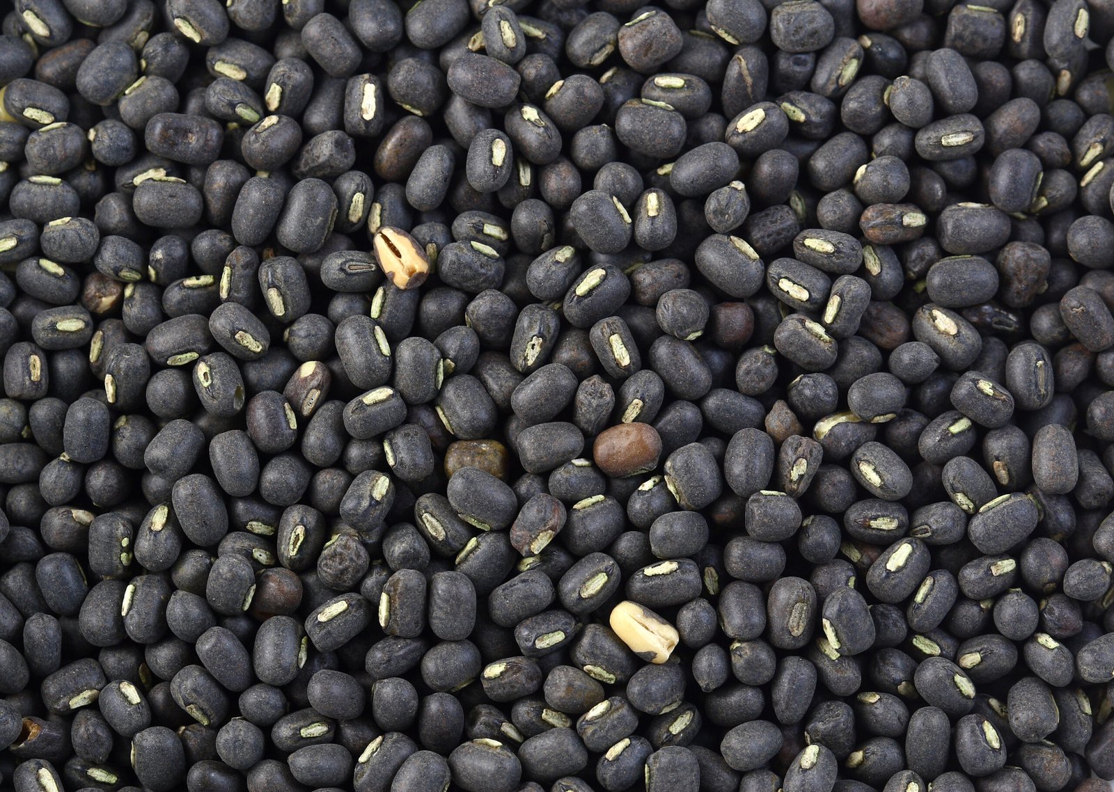 Urad Dal (Whole Black Gram)