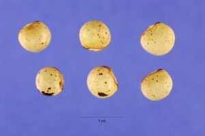 Toor Dal (Whole Pigeon Pea) exported from India
