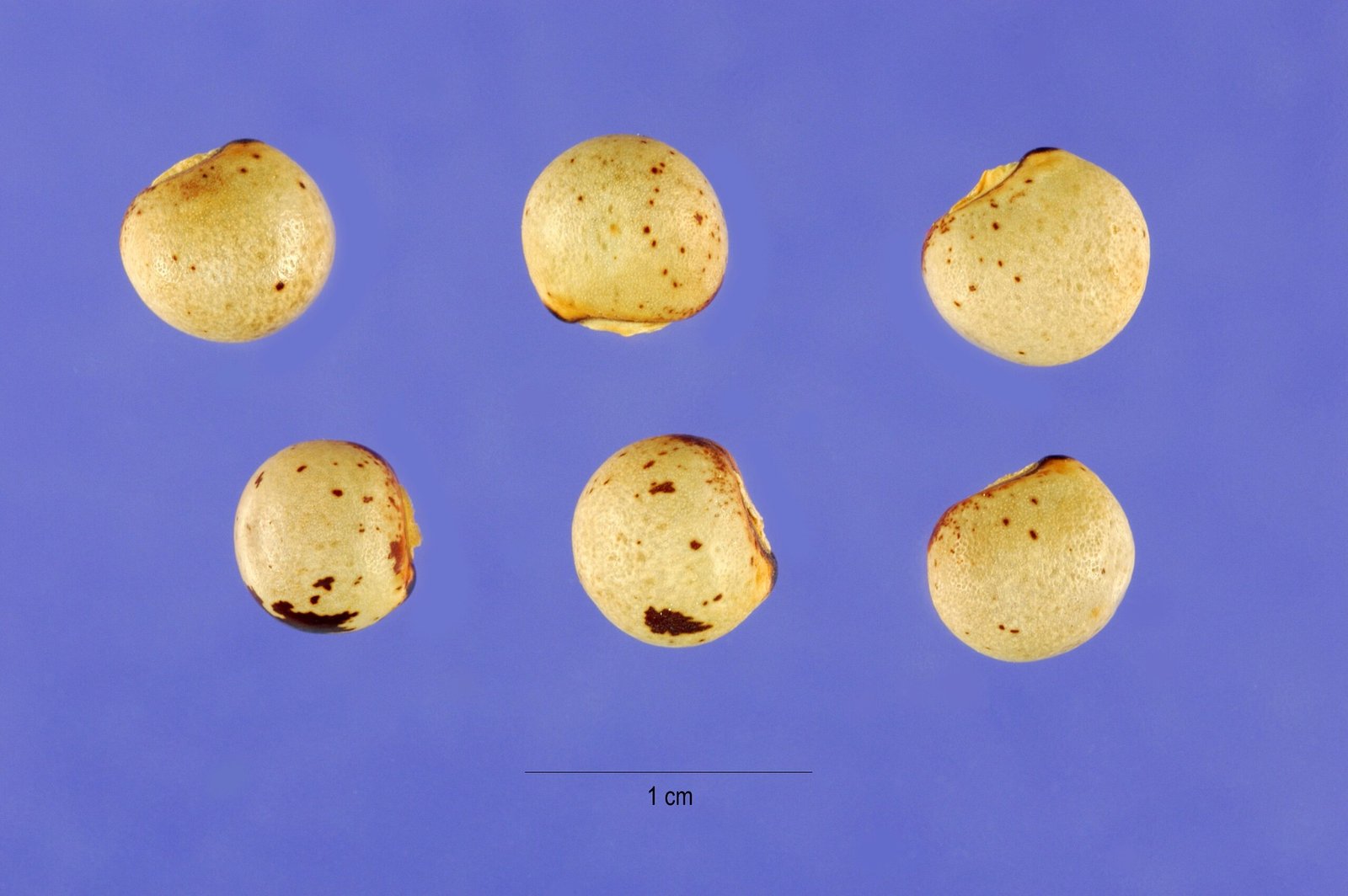 Toor Dal (Whole Pigeon Pea)