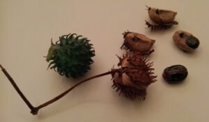 Castor Seeds exported from India