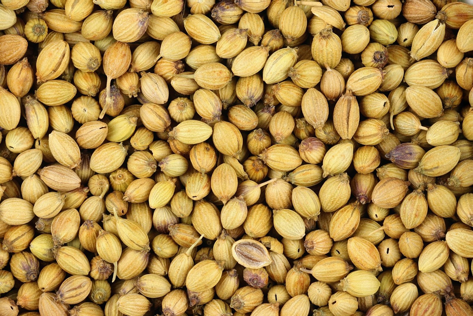 Coriander Seeds (Dhaniya)