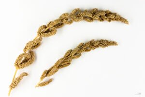 Barnyard Millet