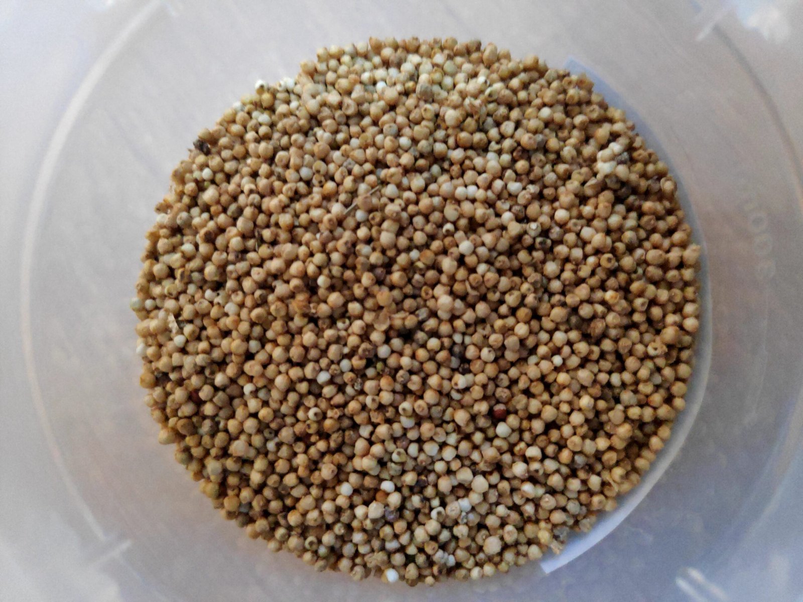 Finger Millet (Ragi)