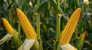 Yellow Maize (Feed Grade) exported from India