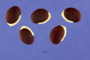 Val Dal (Field Beans)