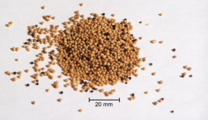 Yellow Mustard Seeds exported from India
