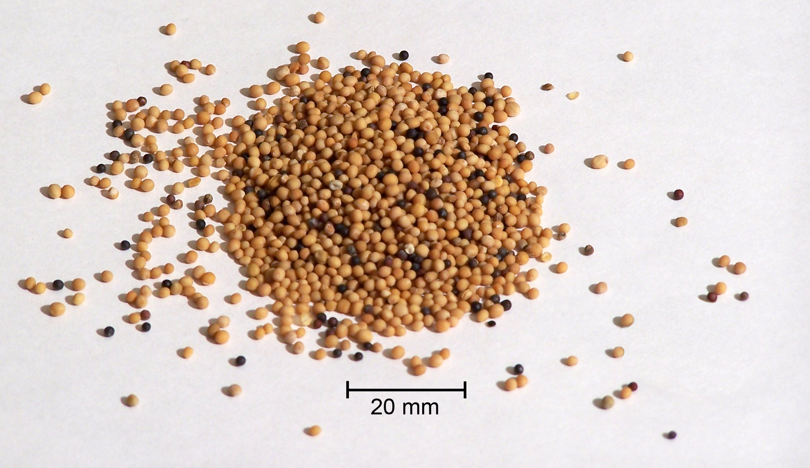 Yellow Mustard Seeds