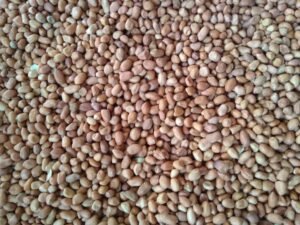 Groundnut Java (50/60 Count) exported from India