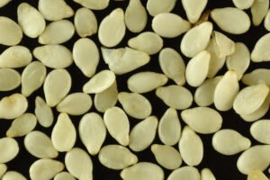 Sesame Seeds (Natural White) exported from India