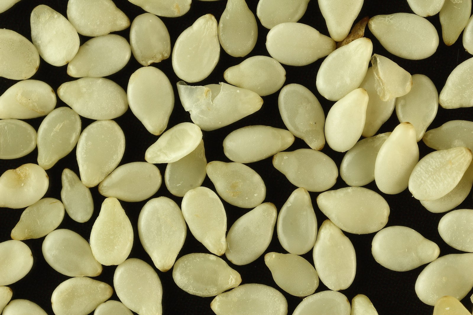 Sesame Seeds (Natural White)