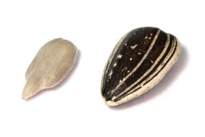 Sunflower Seeds (Confectionery Grade) exported from India