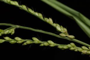 Browntop Millet exported from India