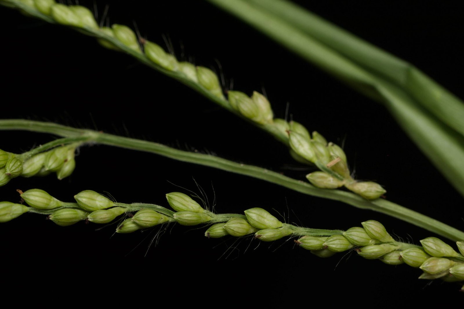 Browntop Millet