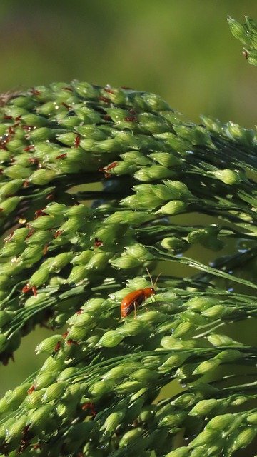 Proso Millet