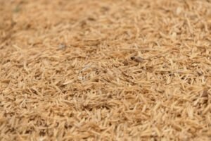 Psyllium Husk (Isabgol) exported from India