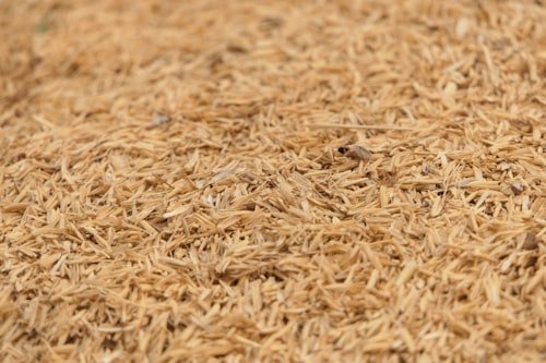 Psyllium Husk (Isabgol)