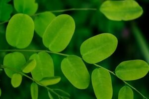 Moringa Leaf Powder
