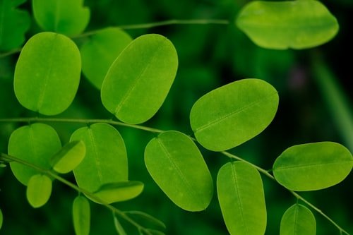 Moringa Leaf Powder