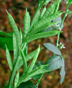 Guar Churi