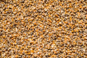 Guar Korma (Guar Meal) exported from India
