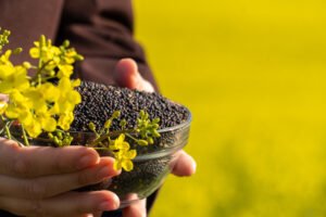 Rapeseed / Mustard Meal exported from India
