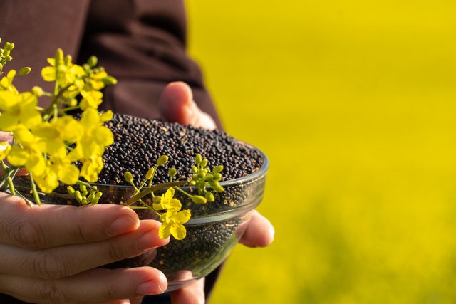 Rapeseed / Mustard Meal